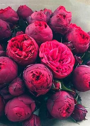 10Pcs Chinese Peony Flower Seeds Perennial Paeonia Suffruticosa Bonsai Plants Home Garden