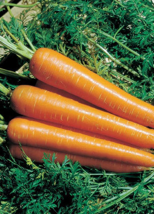 Carrot Nantindo F1