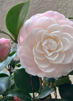 Five-color Red Camellia