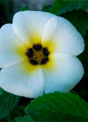 'Clock Flower' Turneraceae