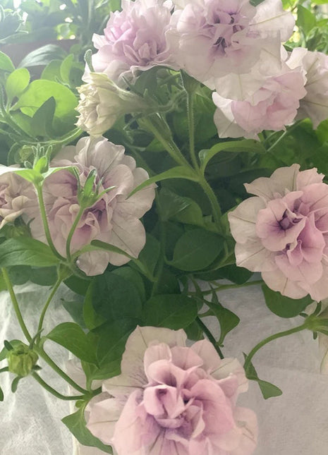 Double Ice Lavender Petunia