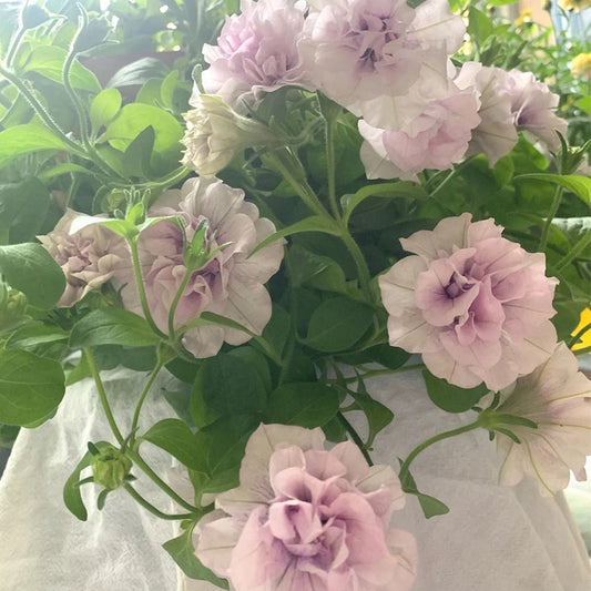 Double Ice Lavender Petunia