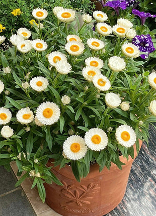 Strawflower Seeds Xerochrysum Bracteatum