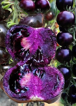 Rare Pruple Tomato Seeds No-Gmo