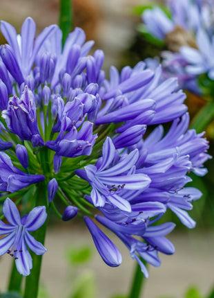 Agapanthus africanus 'Midnight Star'