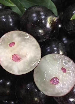 Jabuticaba-Plinia cauliflora-Tree Grape Seeds