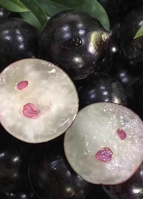 Jabuticaba-Plinia cauliflora-Tree Grape Seeds
