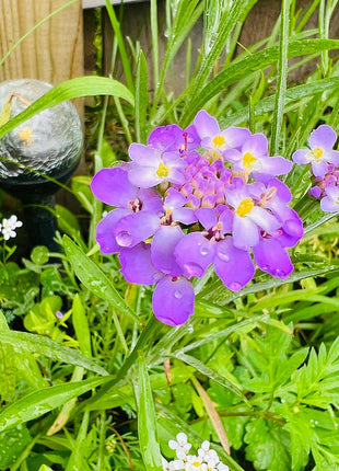 Candytuft Seeds - Mixed Colors