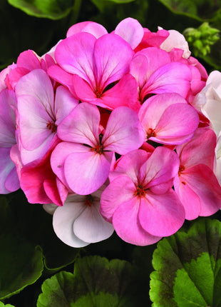 Geranium Maverick MIX