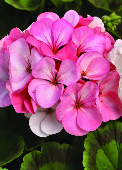 Geranium Maverick MIX