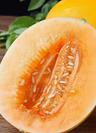 🍈Yellow River Honey Melon