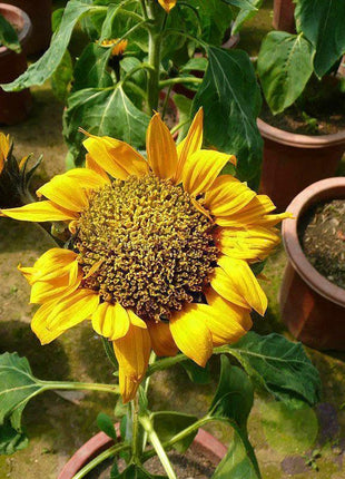 40pcs Dwarf Sunflower Seeds Rare Flower Seeds