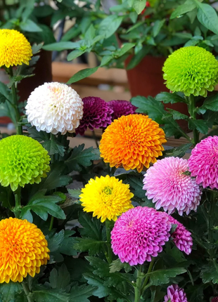 🏵️Colorful Ping Pong Chrysanthemum Seeds