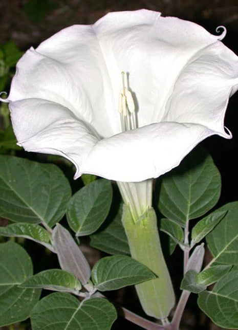 Sacred Datura Moonflower Moon Lily Angel's Trumpet Flower Premium Seeds Packet