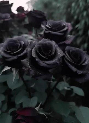 Black Rose Seeds 100pcs - Flower Bush Perennial Shrub Flowers Seed black  rose