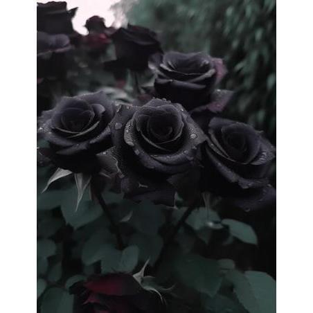 Black Rose Seeds 100pcs - Flower Bush Perennial Shrub Flowers Seed black  rose