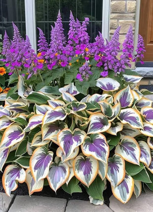 🔥Premium Rare Hosta Seeds🌿Shade-Tolerant Plant