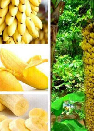 30pcs Dwarf Banana Seeds Bonsai Tree Tropical Fruit Seeds Balcony Home Plants