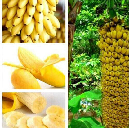 30pcs Dwarf Banana Seeds Bonsai Tree Tropical Fruit Seeds Balcony Home Plants