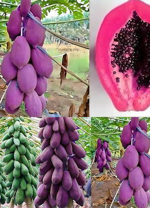 Organic Papaya Tree Seeds Heirloom Edible