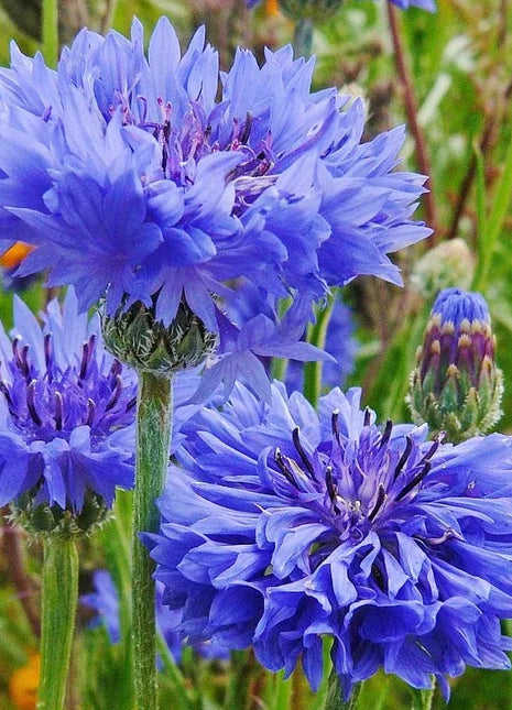 Cornflower Mixed Seeds
