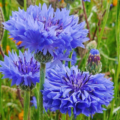Cornflower Mixed Seeds
