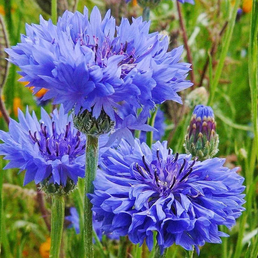 Cornflower Mixed Seeds