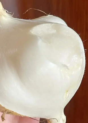 Jicama Pachyrhizus Erosus Seeds