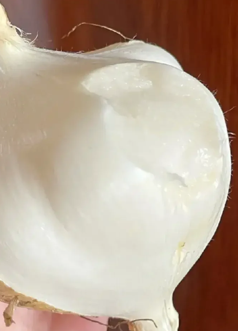 Jicama Pachyrhizus Erosus Seeds