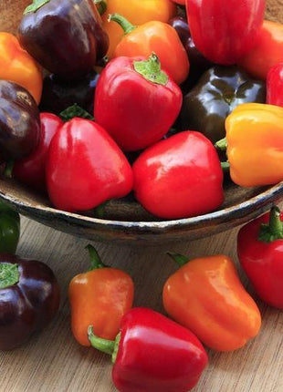 Pepper Mini Bell Chocolate Organic