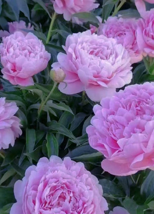 Paeonia Lactiflora Bonsai Plant Home Garden