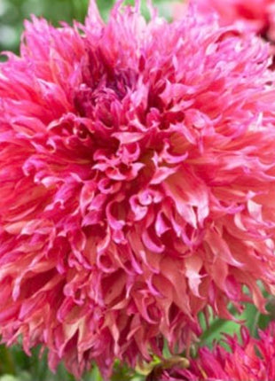 Aster Seeds (Semi-Dwarf) - Jewelaster Rose