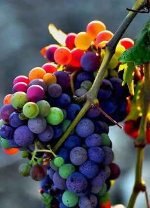 50 Seeds New Rare Rainbow Hybrid Grape Organic