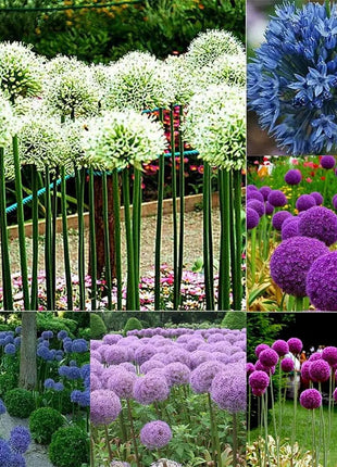 Giant Allium Giganteum Ornamental Onion Flower