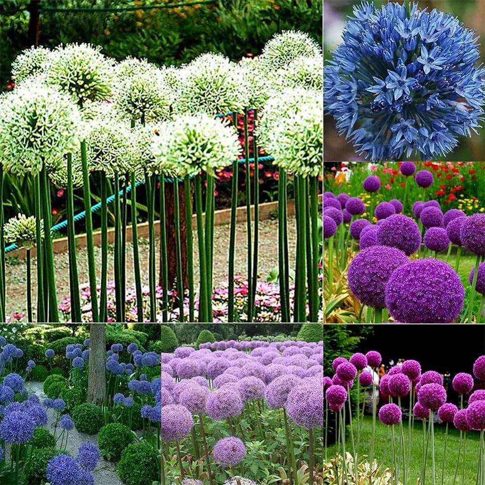 Giant Allium Giganteum Ornamental Onion Flower