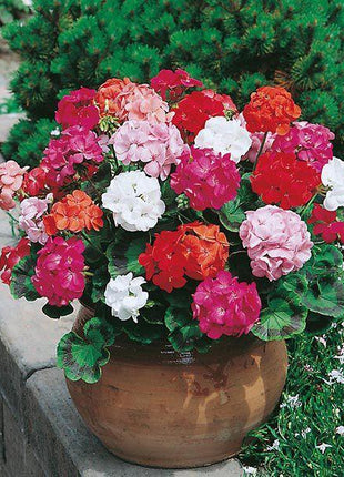 Geranium Maverick MIX