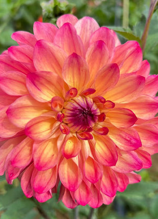 Mixture Dahlia Seeds