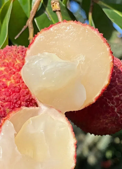 Seedless Lychee Sweetness Fruit