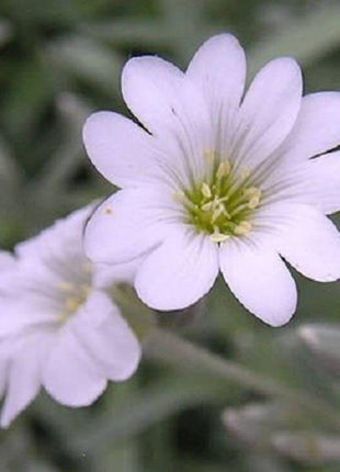 SNOW IN SUMMER (Chickweed) Cerastium Biebersteinii Flower Seeds