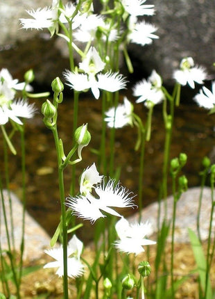 Habenaria radiata