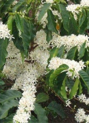 10 JAMAICAN BLUE MOUNTAIN Coffee Seeds ,Grow Your Own Coffee Plant tree