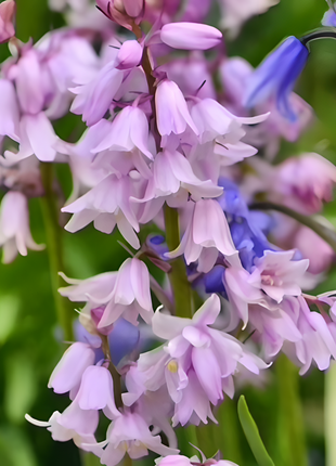 🧚‍♂️🔔Bluebells – The Fairies' Lucky Bells