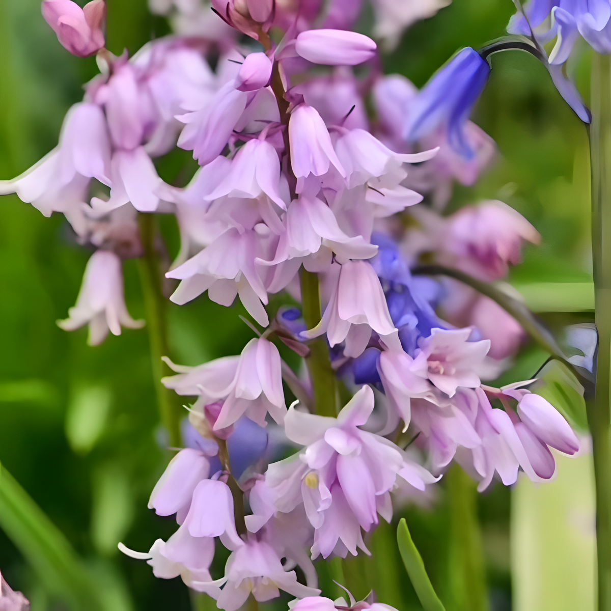 🧚‍♂️🔔Bluebells – The Fairies' Lucky Bells