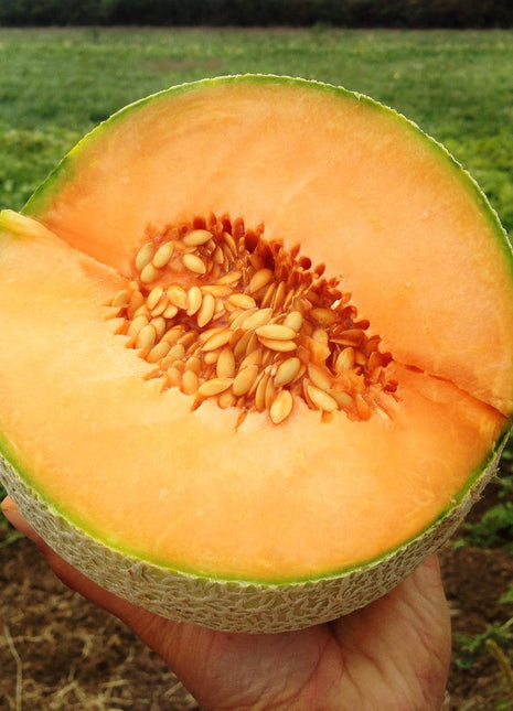 Melon Divergent F1 Organic
