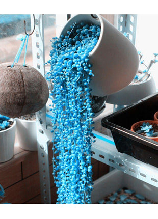 BLUE PEARL CHLOROPHYTUM SEEDS