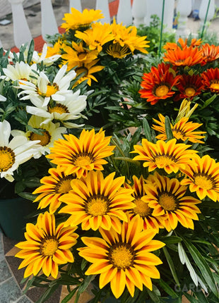 Medal Chrysanthemum Seeds - Flower of Glory