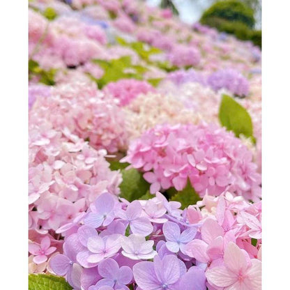 Hydrangea Seeds 50 seeds Mixed Color Seeds Perennial Flowers for Vibrant Garden Displays Hardy and Easy to Grow Perfect for Landscaping and Gardening Projects
