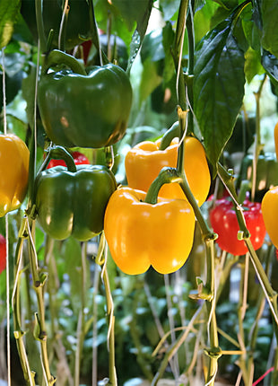 Rainbow Sweet Bell Pepper Seeds