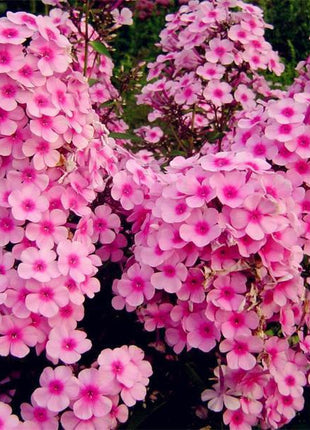 Home Garden Plants 100 Seeds Outdoor perennial PHLOX seeds,planting Phlox Flower Seeds 6