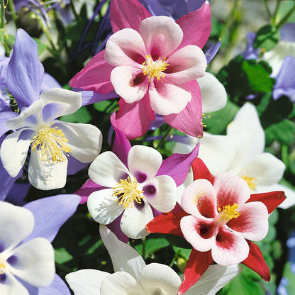 Columbine Seeds - Macana Giant Mix